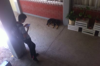 Invaden perros el Cecytec