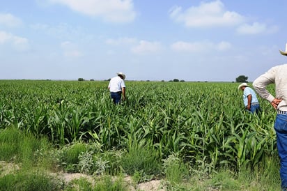 Amplían plazo del programa  Pro Agro Productivo 2016