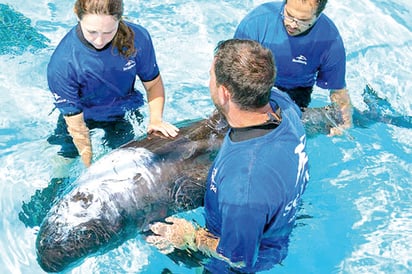 Ballena encallada es rescatada