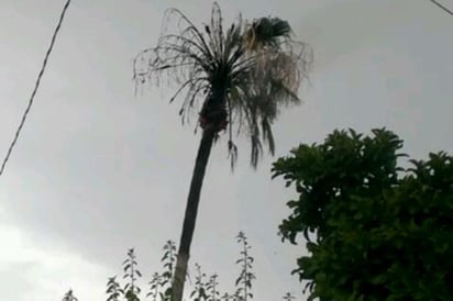 Rayo incendia palmera