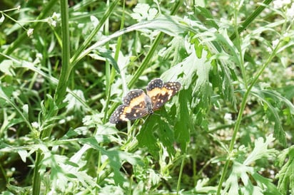 Atraviesan Monclova Mariposas Monarca