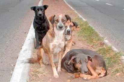 Sacrifican perros por  gran proliferación