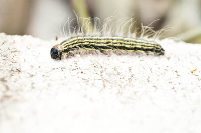 Gusanos invaden  patio, pide auxilio