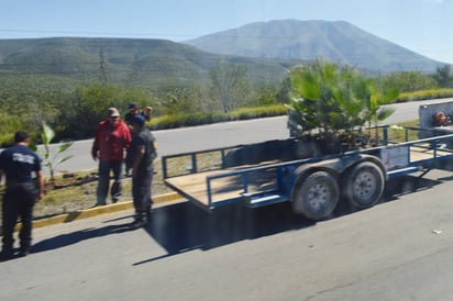 Previenen el delito   cuidando palmeras