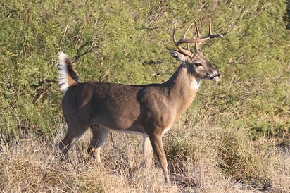 Inicia la temporada de  caza venado cola blanca