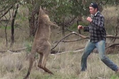 Pelean Hombre y canguro a puñetazos