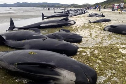 Regresan al mar a ballenas varadas