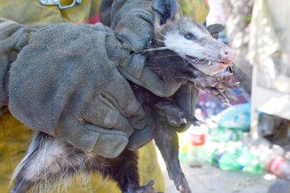 Tlacuache aterroriza a familia