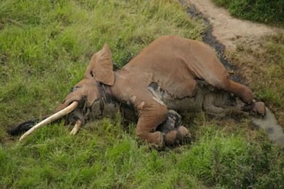 Asesinan a elefante emblemático del mundo