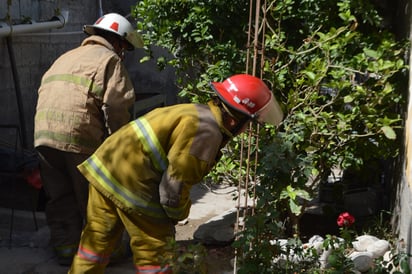 Jabalí moviliza a Bomberos