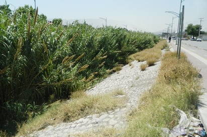 Detectan mosco culex en el Río Monclova