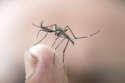 Plaga agrícola en la colonia Bugambilias