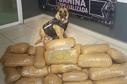 Decomisan más de seis toneladas de mariguana