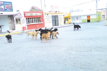 Exhorta Salud a ser más higiénicos con mascotas