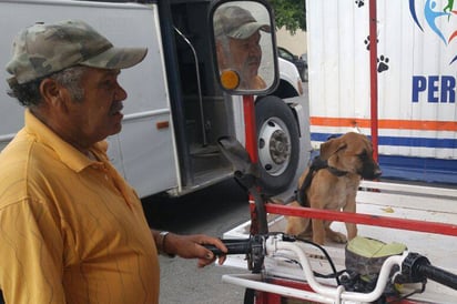 Atienden a perritos