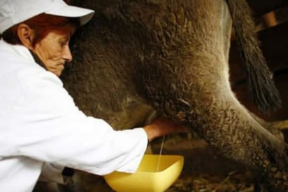 Elaboran queso con leche de Burra, el mas caro del mundo