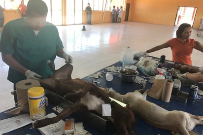 Realizaron campaña de esterilización de mascotas