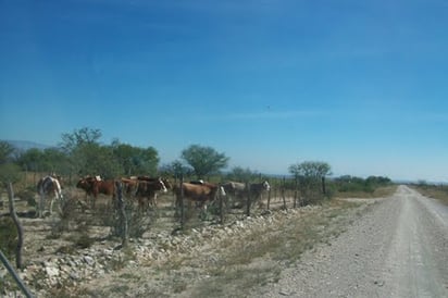 Recuperan cabezas de ganado robado