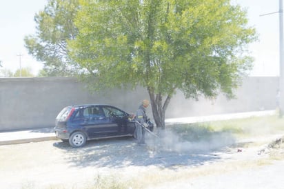 Aplicarán Programa de Sanidad Forestal