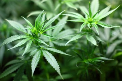 Venden dosis mínimas legales de mariguana