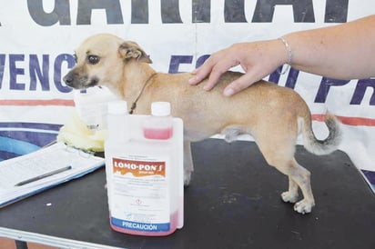 Reforzarán acciones contra las garrapatas