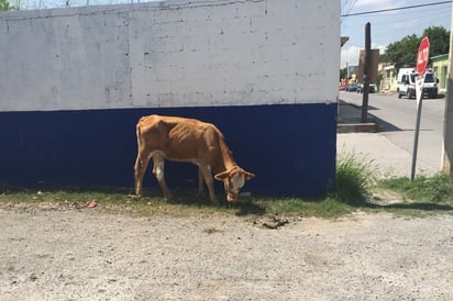 Dueños de ganado no cuidan a sus animales