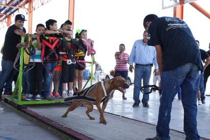 Adoptan mascotas