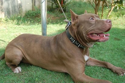 Pitbull drogado mata a mordidas a su dueño