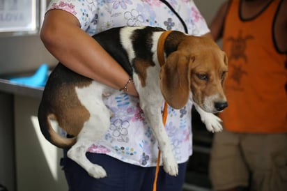 Buscan al dueño de perrita rescatada