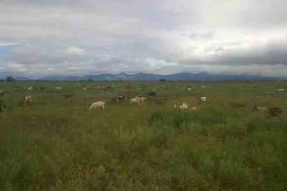 Lluvias permitirán la recuperación del campo