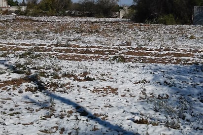 Si bien es cierto que la nevada les benefició, temen a heladas