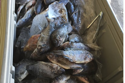 Constatan buena calidad en venta de pescado