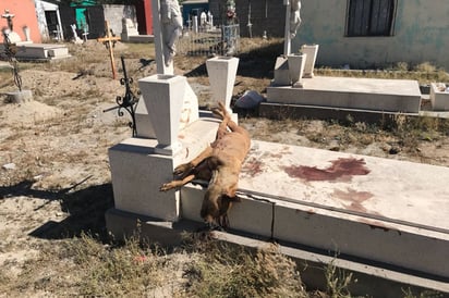 Sacrifican perro sobre una tumba