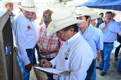 Realizan 2ª etapa del ‘Becerro Gordo’