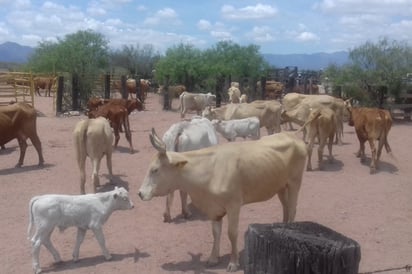 Preocupa sequía a campesinos