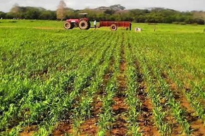 Alienta a ejidatarios presencia de lluvias en el inicio de la Canícula