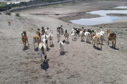 Apoyarán a productores del campo