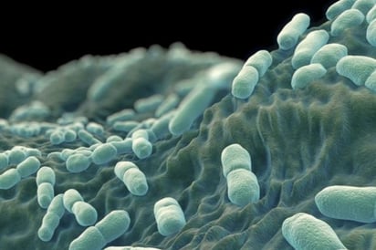 Alerta por brote de listeriosis en congelados provenientes de Europa