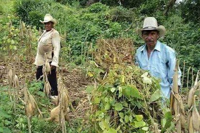 Beneficiará SAGARPA a 660 productores agrícolas