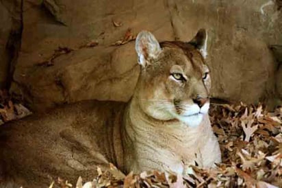 Puma ataca a cazador y las autoridades buscan sacrificarlo