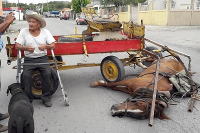 Yegua desbocada choca contra auto