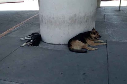 Exhorta PC a hacerse cargo de sus mascotas