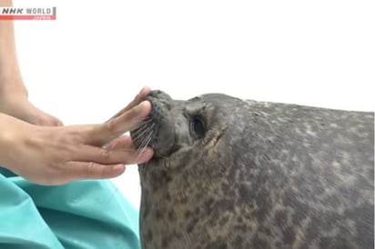 Foca causa sensación en Acuario de Japón