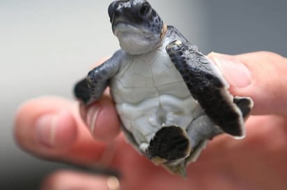 Encuentran tortuga en la vagina de una mujer