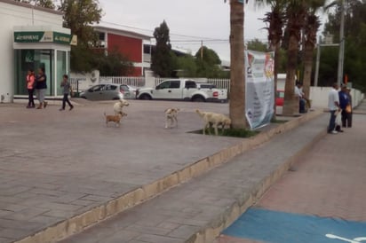 Perros callejeros son un problema de salud publica