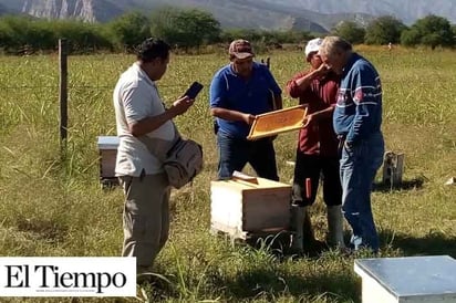 Protegerán la abeja comité de apicultores