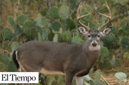 Crece demanda por caza de venado