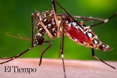 Disparan lluvias casos de dengue