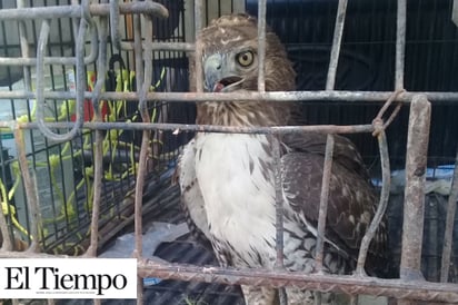 Capturan águila en la 1 de Mayo