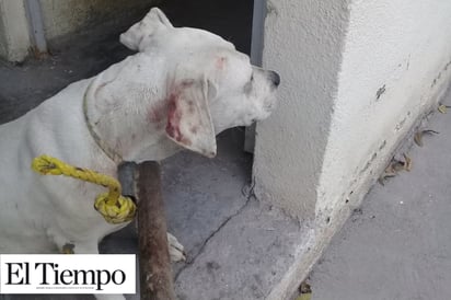 Atacan perros a dos menores